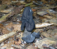 Helvella lacunosa.